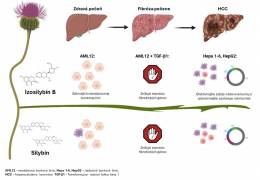 Výskum CEMEA SAV odhaľuje nový terapeutický potenciál...
