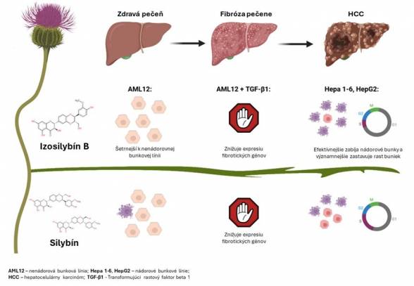 Výskum CEMEA SAV odhaľuje nový terapeutický potenciál pestreca mariánskeho