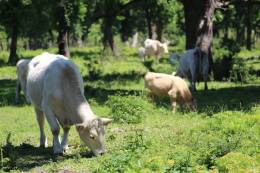 Bee Abundance More Than Tripled Thanks to Restoration of Pasture Forest