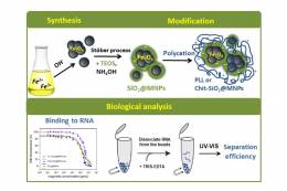 A New Modification of Magnetic Nanoparticles Improves...
